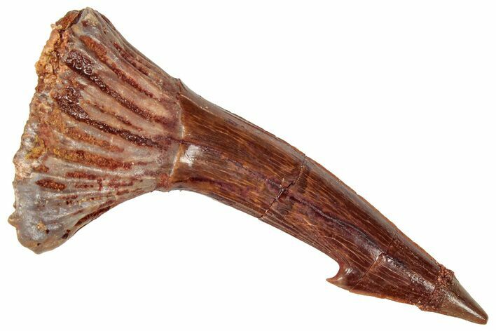 Fossil Sawfish (Onchopristis) Rostral Barb - Morocco #322857